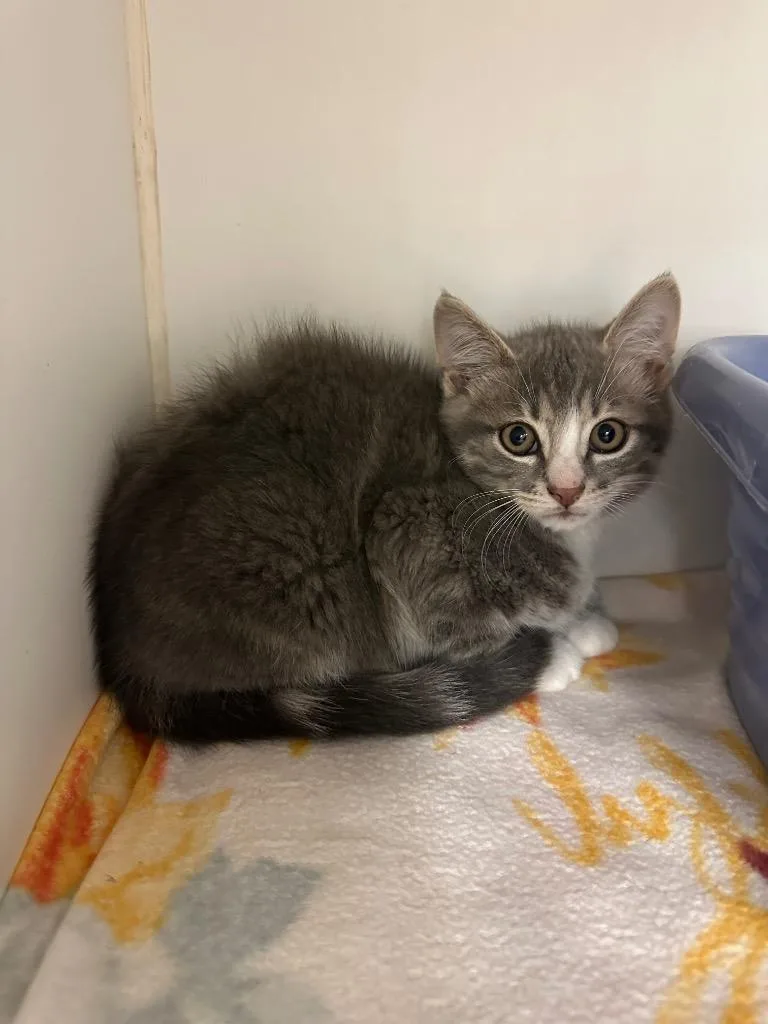 A baby small-sized male Domestic Short Hair cat named Dc for adoption in Johnson City, TN