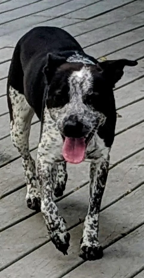 A young medium-sized female Treeing Walker Coonhound dog named Bluey for adoption in St. Augustine, FL
