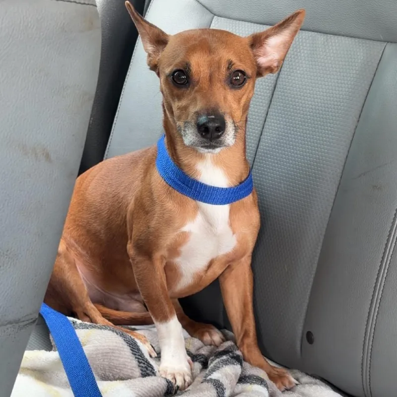 An adult small-sized male Brown / Chocolate Chihuahua dog named Chico for adoption in Galveston, TX