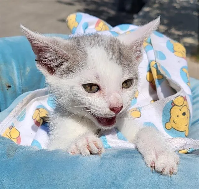 A baby small-sized female Domestic Short Hair cat named Pearl for adoption in San Antonio, TX