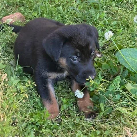 A baby small-sized male Brown / Chocolate Mixed Breed dog named Threepio for adoption in Fredericksburg, VA