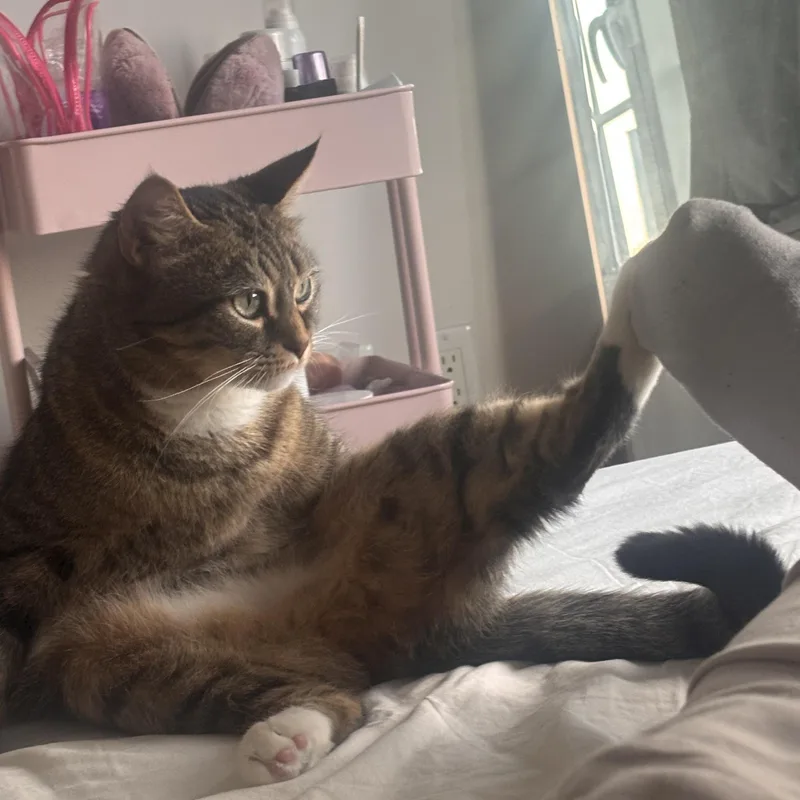 An adult medium-sized female Tabby (Brown / Chocolate) Domestic Short Hair cat named Alley for adoption in Brooklyn, NY