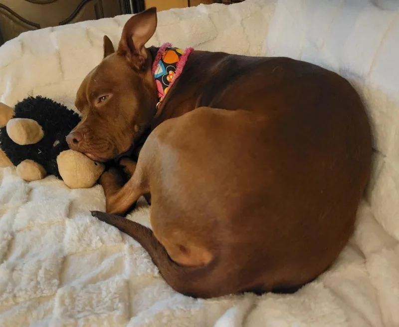 A young medium-sized female Red / Chestnut / Orange Pit Bull Terrier dog named Scarlett for adoption in Lisbon, OH
