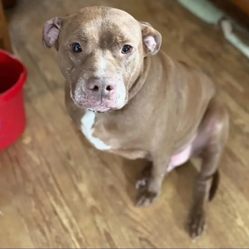 A senior small-sized male Brown / Chocolate Mixed Breed dog named Buddy for adoption in Springboro, OH