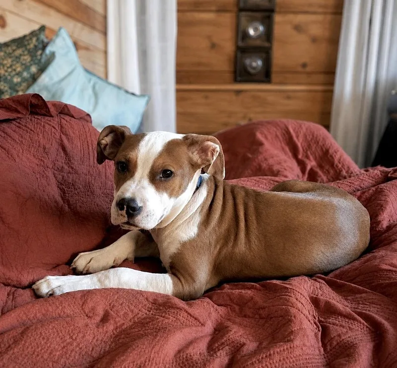 A baby medium-sized male Pit Bull Terrier dog named Wilbert for adoption in Princeton, MA