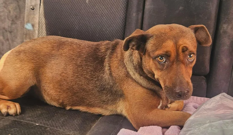 A young medium-sized female Bicolor Mixed Breed dog named Hazel for adoption in Paramus, NJ
