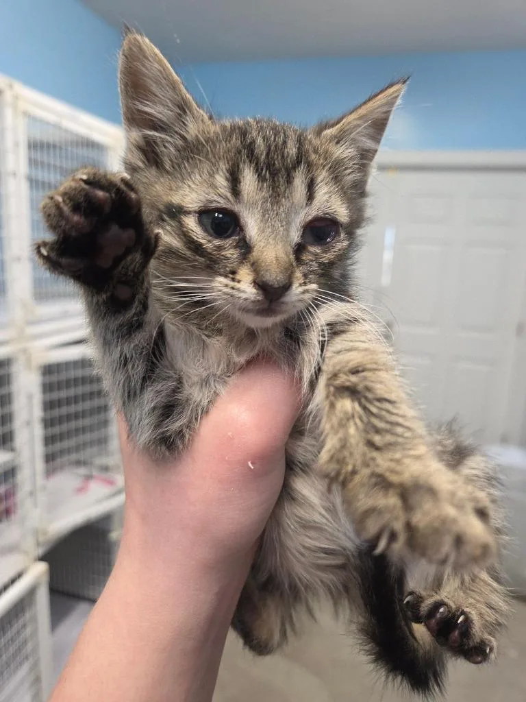 A baby small-sized female Domestic Short Hair cat named Riley for adoption in Gold Beach, OR