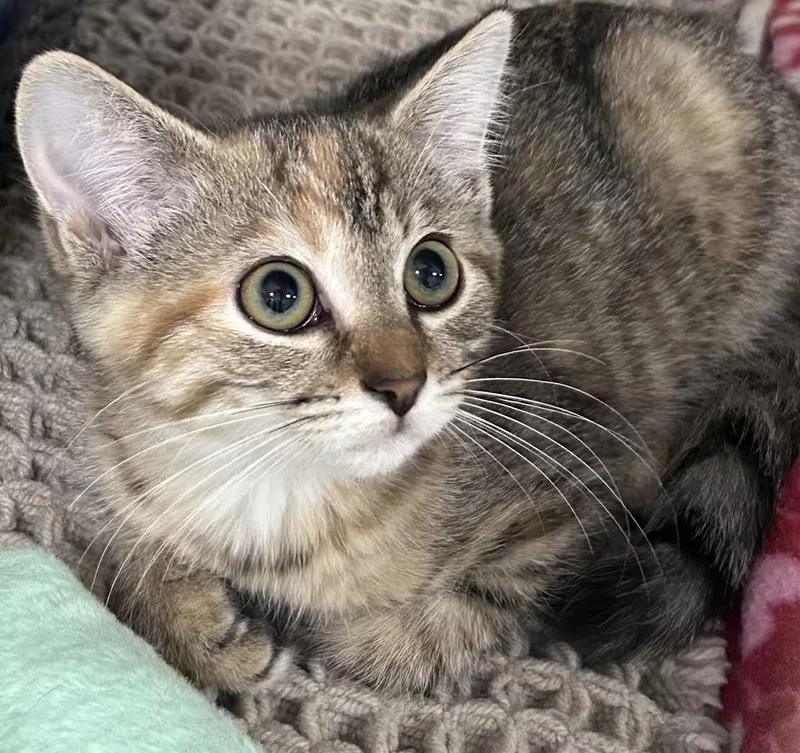 A baby medium-sized female Torbie Domestic Short Hair cat named Rebel for adoption in Greensboro, NC