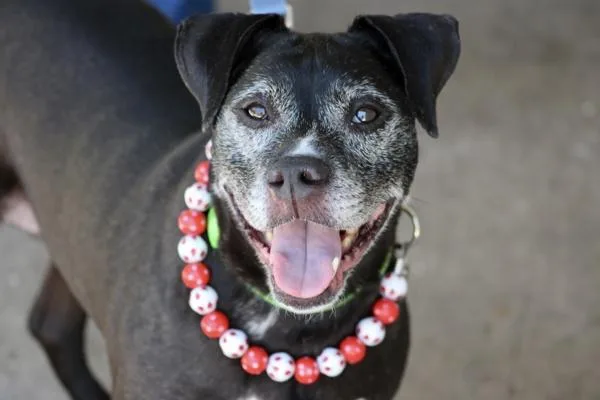 A senior large-sized female Mixed Breed dog named Nerra for adoption in Staten Island, NY