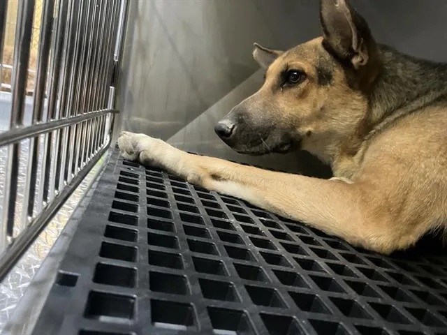 A young large-sized female Mixed Breed dog named Box for adoption in Dallas, TX