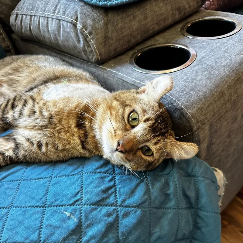 An adult medium-sized male Brown / Chocolate American Curl cat named Brindle Nimblefoot for adoption in Palmdale, CA