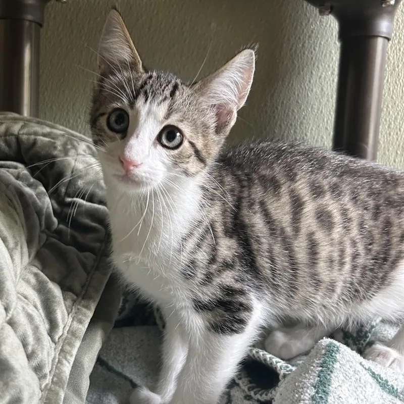 A baby small-sized male Brown / Chocolate Domestic Short Hair cat named Happy for adoption in Kyle, TX
