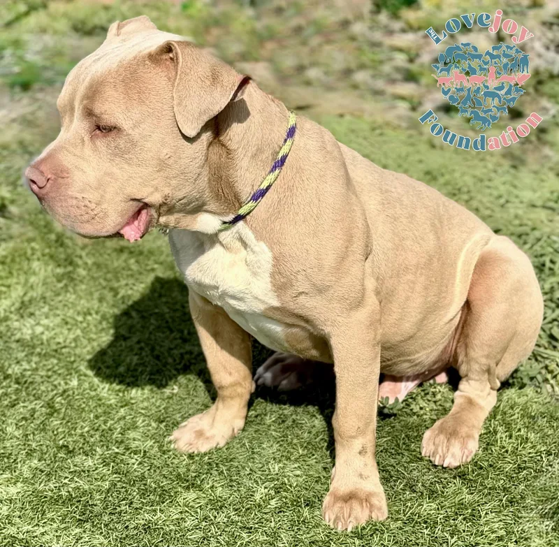 Woody Hb thumbnail 2