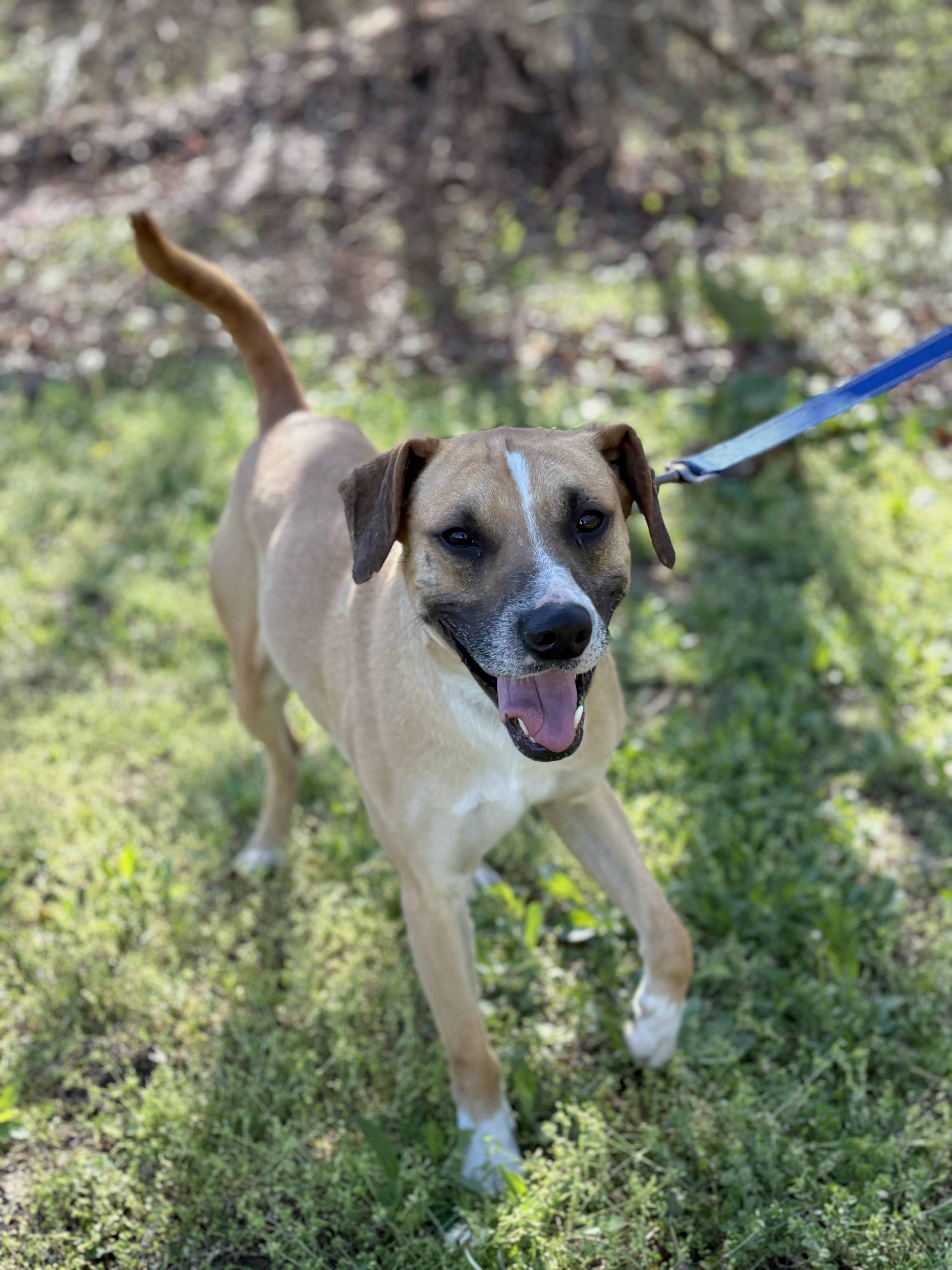 Dexter  Transport thumbnail 5