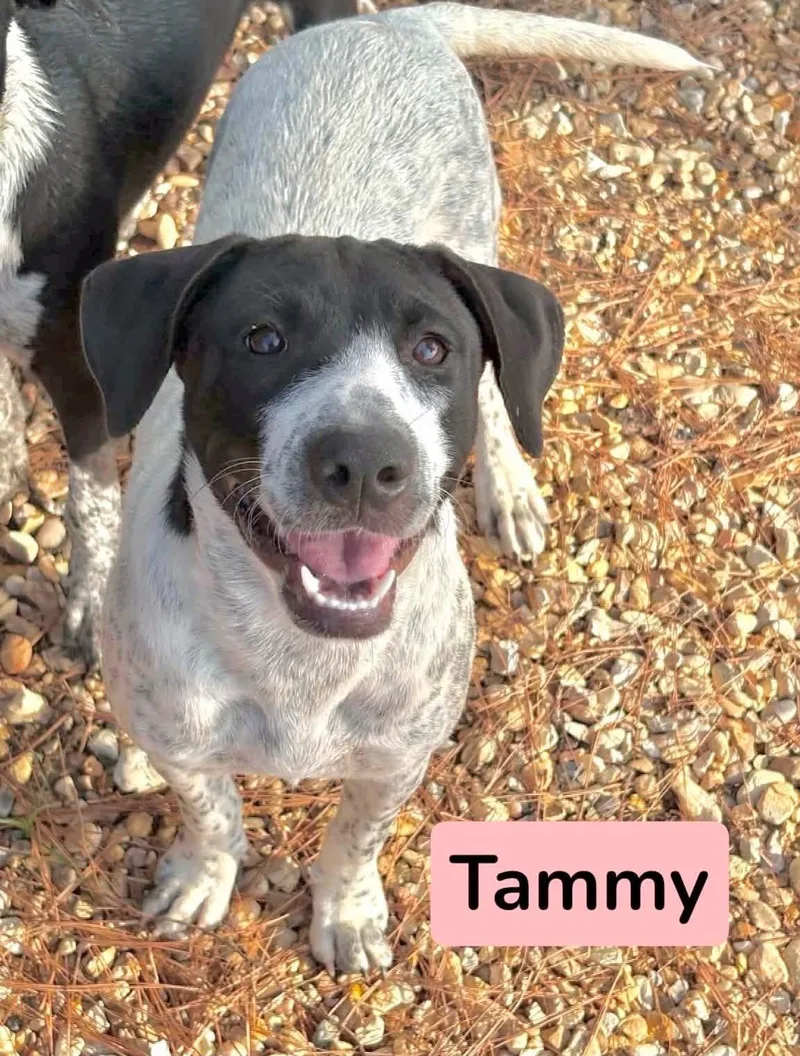 A young medium-sized female Pointer dog named Tammy for adoption in Semmes, AL