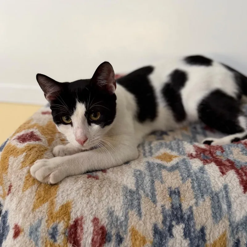 A young small-sized male White Domestic Short Hair cat named Masapan for adoption in Long Beach, CA
