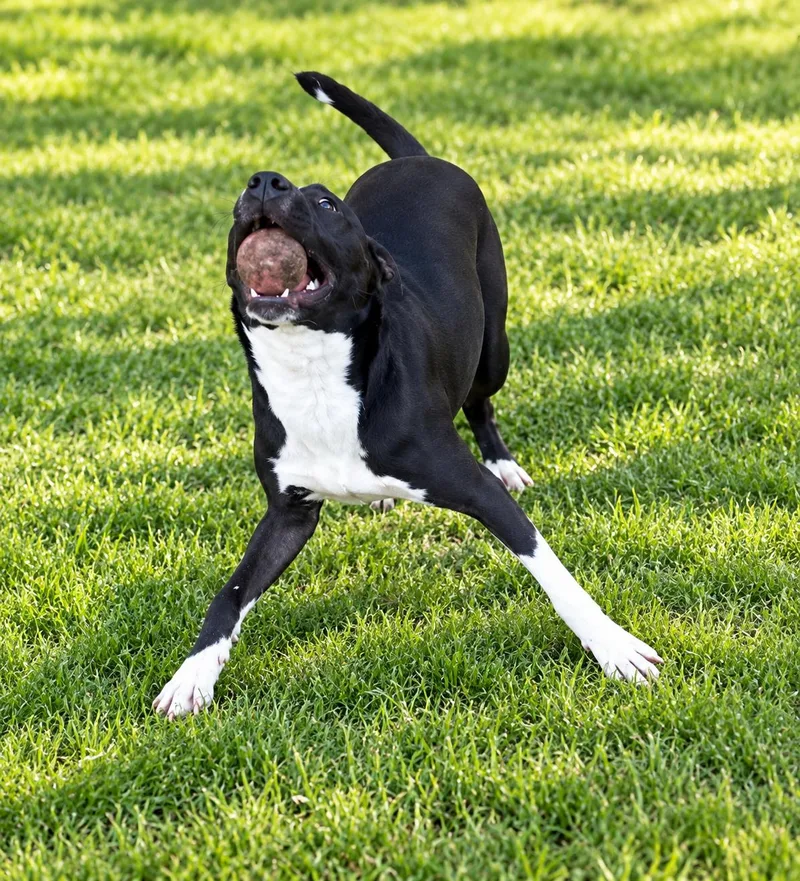 A young medium-sized female Black American Staffordshire Terrier dog named Daisy Dee for adoption in Tomball, TX