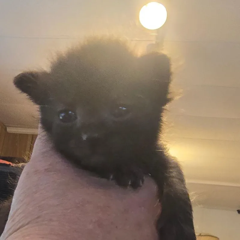 A baby small-sized male Black Domestic Short Hair cat named Stanley for adoption in Hanna City, IL
