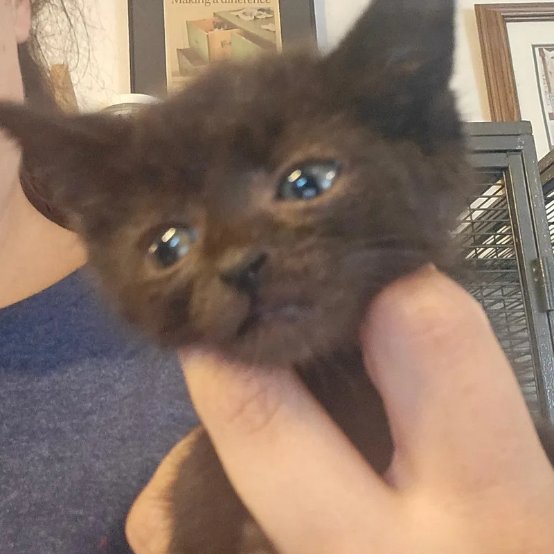 Stanley thumbnail 3