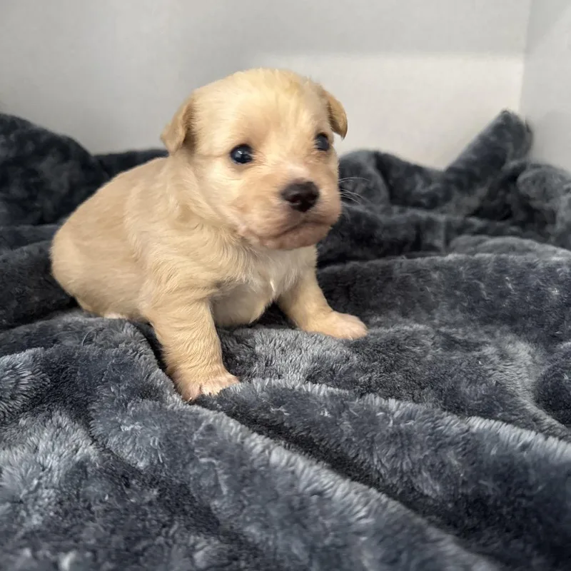A baby small-sized female White / Cream Terrier dog named Daisy for adoption in Sacramento, CA