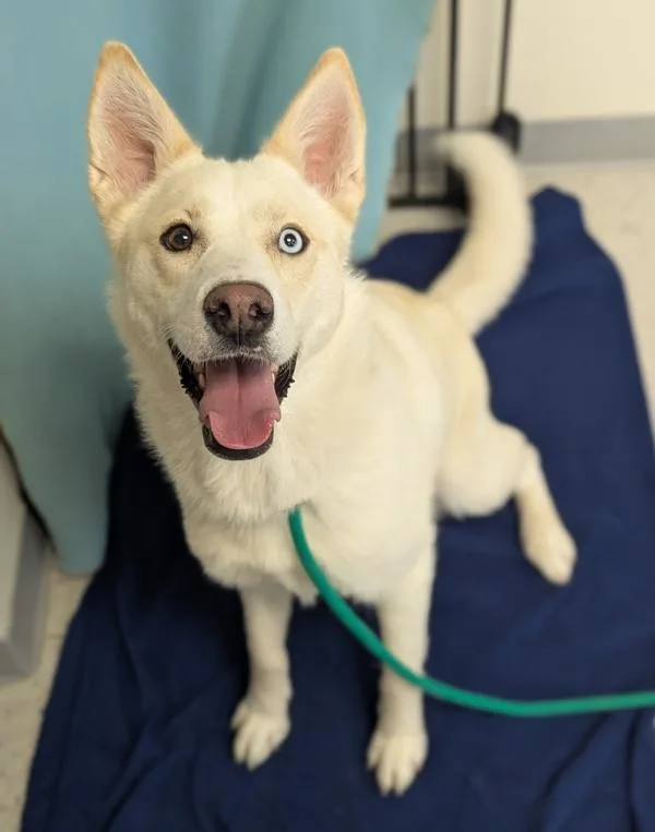 A young large-sized female Siberian Husky dog named Alby for adoption in Salt Lake City, UT