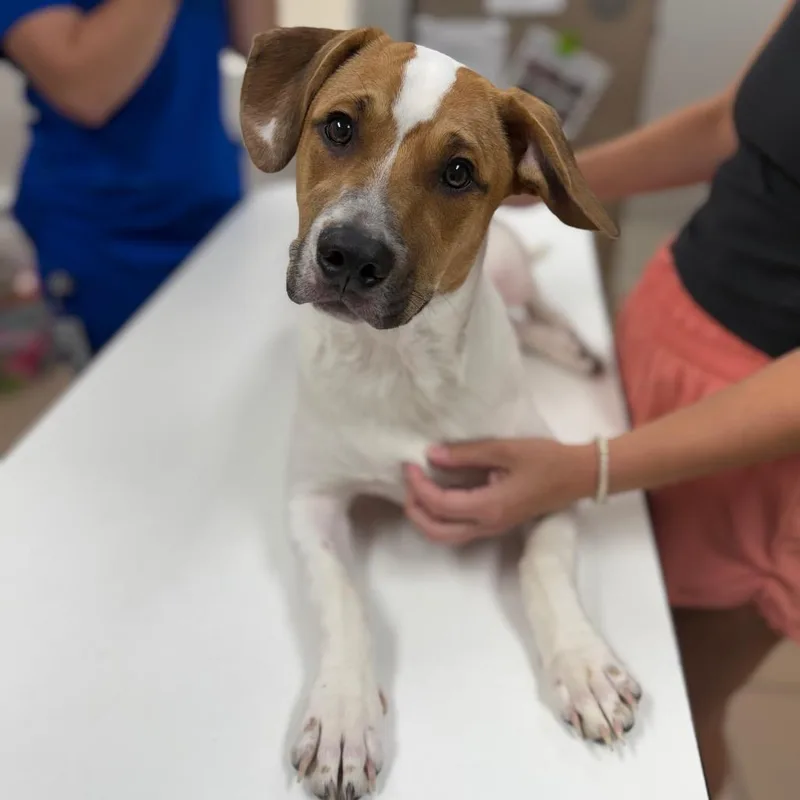 A young medium-sized male Pit Bull Terrier dog named Bruce for adoption in Starkville, MS