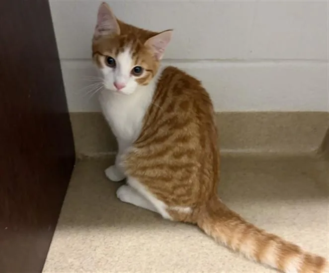 A baby medium-sized male Domestic Short Hair cat named Prence for adoption in Derwood, MD