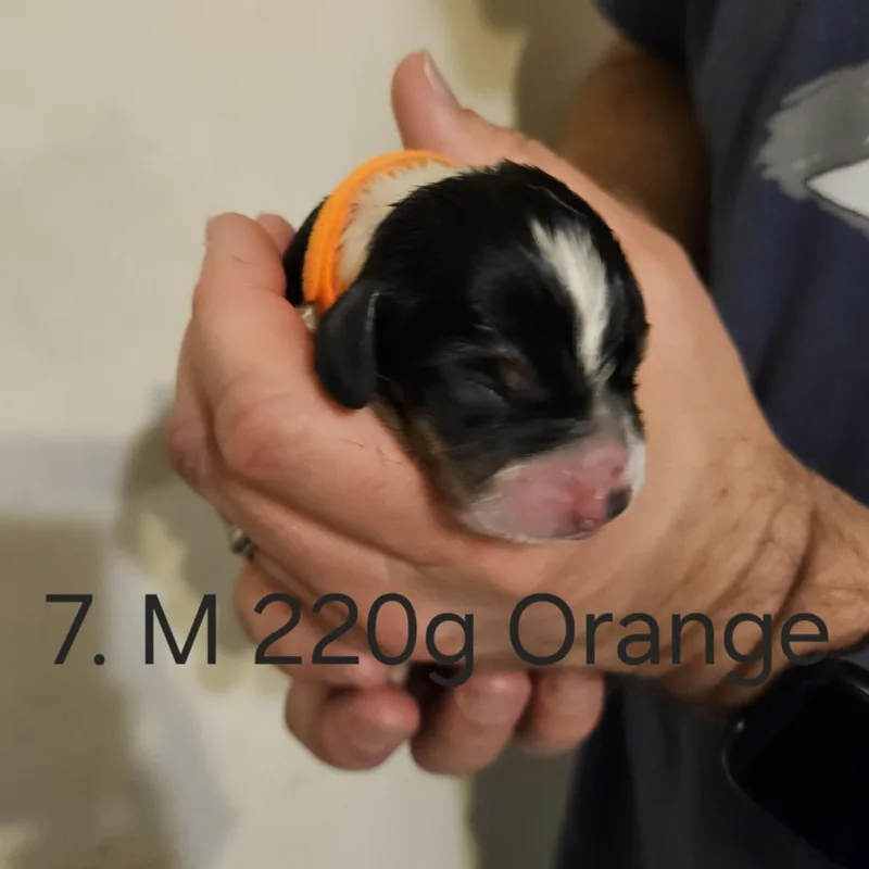A baby small-sized male Black Beagle dog named Poppy Pup  Mike for adoption in Fairfax Station, VA