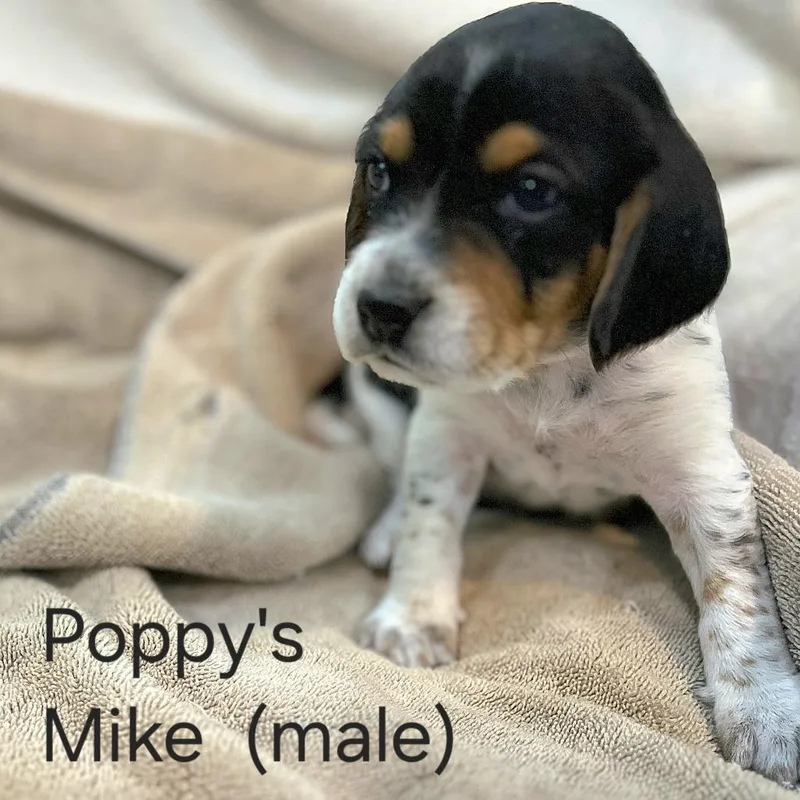 Poppy Pup  Mike thumbnail 2