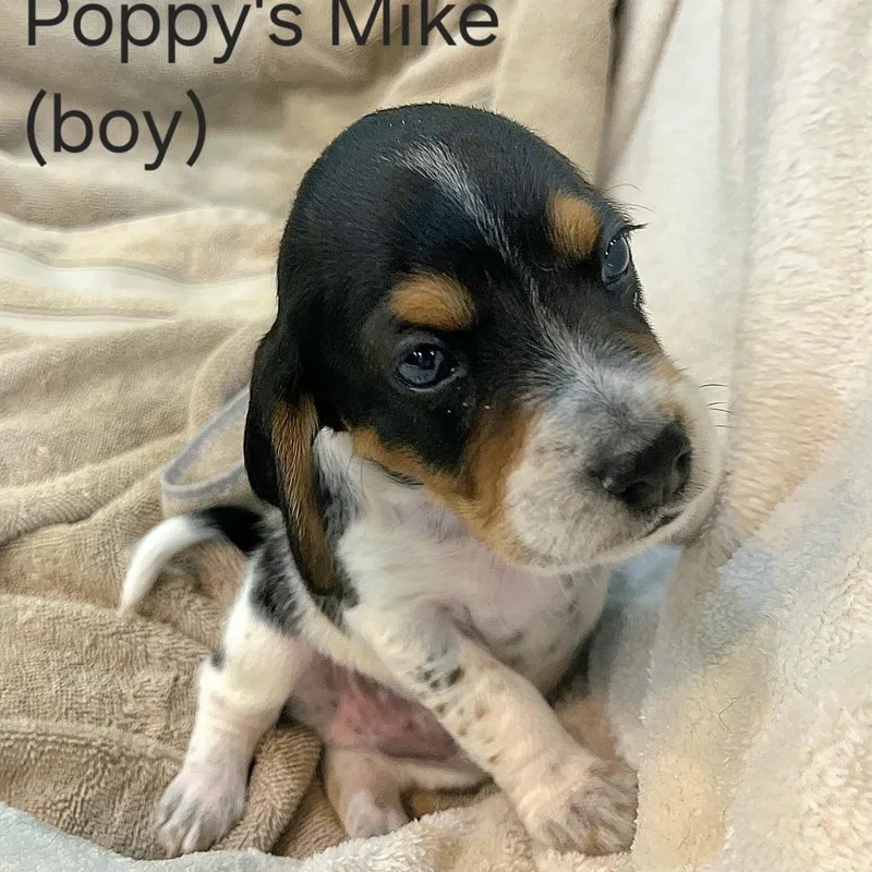Poppy Pup  Mike thumbnail 3