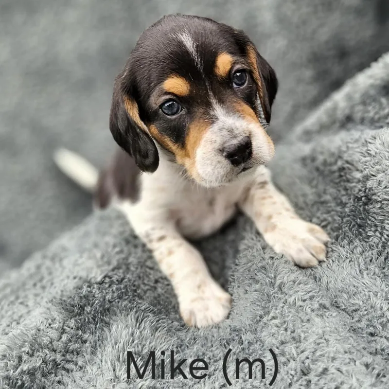 Poppy Pup  Mike thumbnail 4