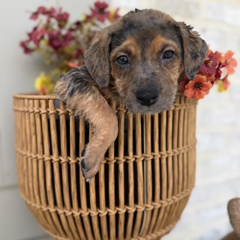 A baby medium-sized female Catahoula Leopard Dog dog named Janice for adoption in Baton Rouge, LA