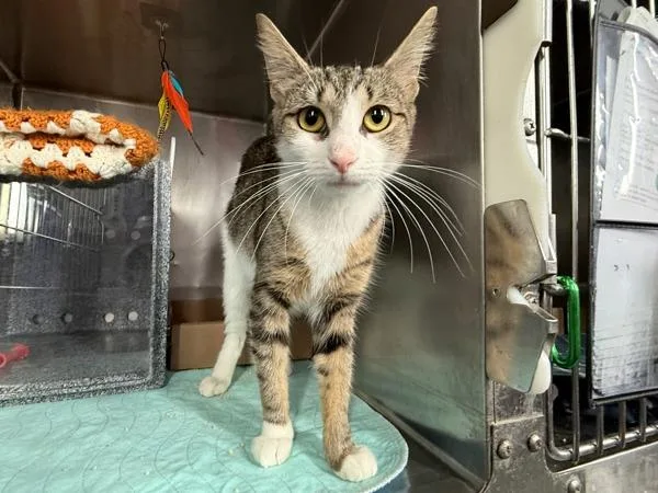 A young medium-sized female Domestic Short Hair cat named Eleanor for adoption in New York, NY