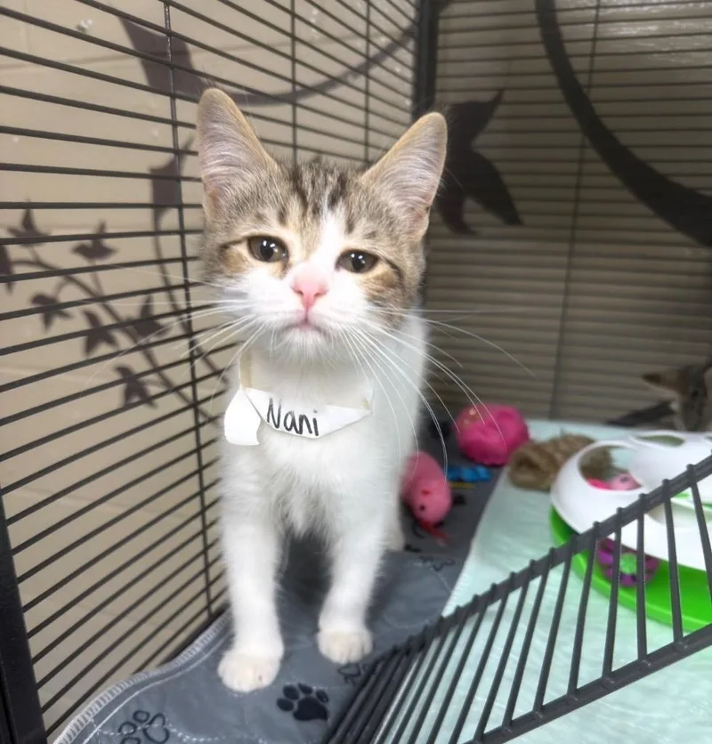 A baby small-sized female Domestic Short Hair cat named Nani for adoption in Blountville, TN