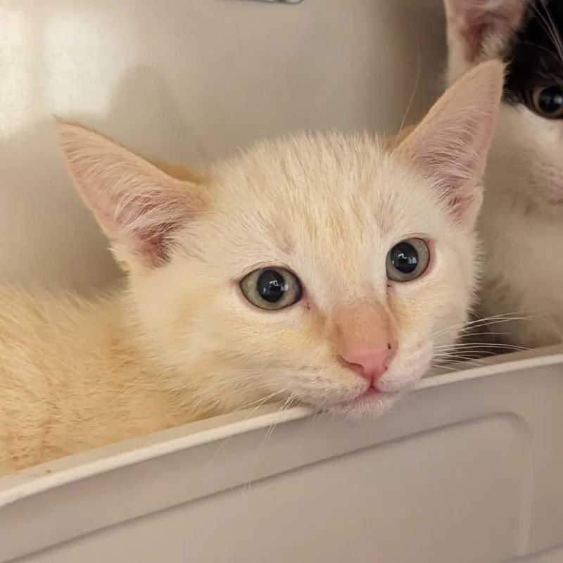 An adult large-sized male Domestic Short Hair cat named Waterloo for adoption in Redwood City, CA