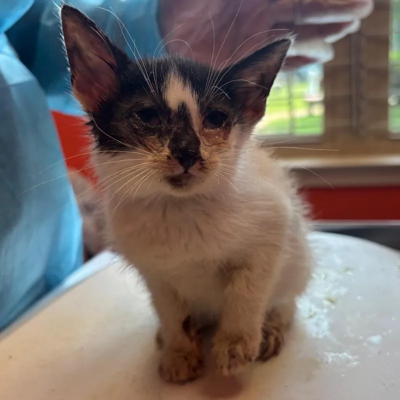 A baby small-sized female Black Domestic Short Hair cat named Chalk for adoption in Newark, NJ