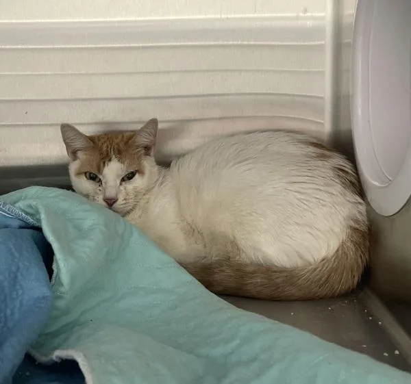 An adult medium-sized female Domestic Short Hair cat named Lemonade Mouth for adoption in Ridgewood, NY