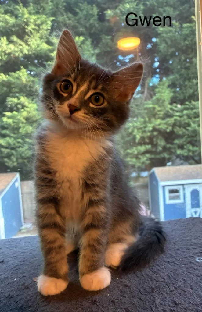 A baby medium-sized female Domestic Short Hair cat named Gwen for adoption in Shelton, WA