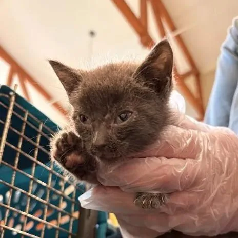 A baby small-sized male Domestic Short Hair cat named Smol for adoption in Lynchburg, VA