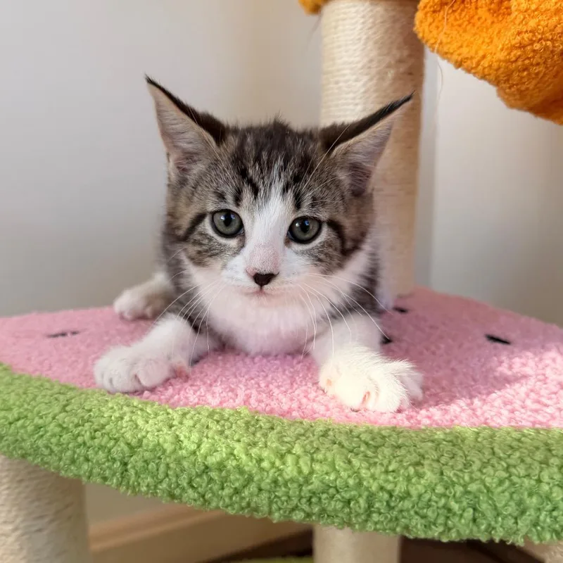 A baby small-sized female Brown / Chocolate Domestic Short Hair cat named Yarrow for adoption in Pasadena , MD