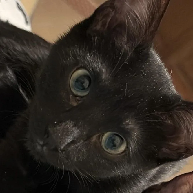 A young medium-sized female Domestic Short Hair cat named Roseanne for adoption in Cumming, GA