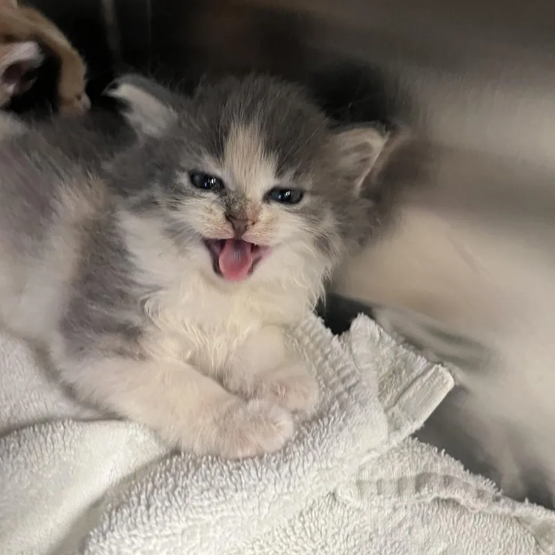 A baby small-sized female Calico Domestic Short Hair cat named Crabgrass for adoption in Charlottesville, VA