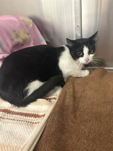 An adult medium-sized female Domestic Short Hair cat named Kimi for adoption in Minneapolis, MN