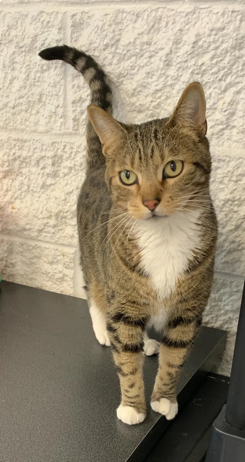 An adult large-sized male Tabby (Buff / Tan / Fawn) Domestic Short Hair cat named Boots for adoption in Saint Charles, MO
