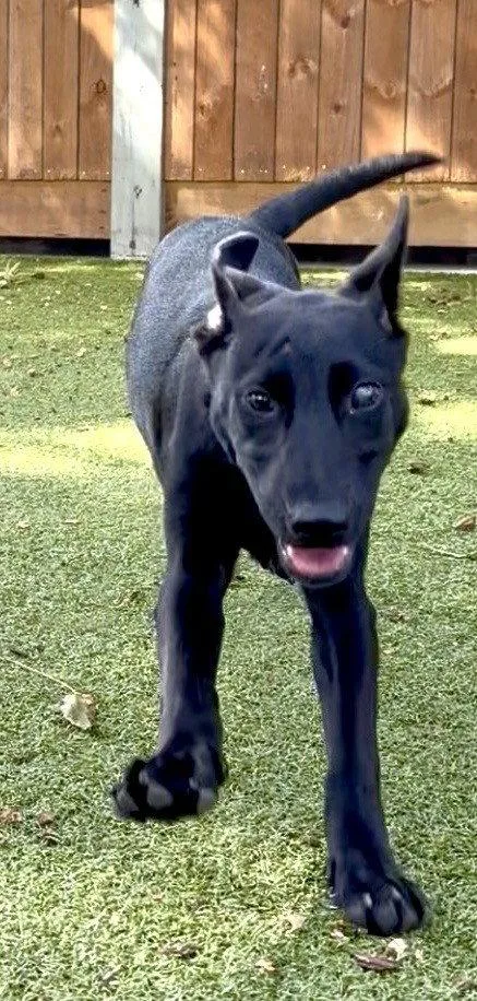 A young medium-sized female Labrador Retriever dog named Polly Darton for adoption in Hilton Head Island, SC