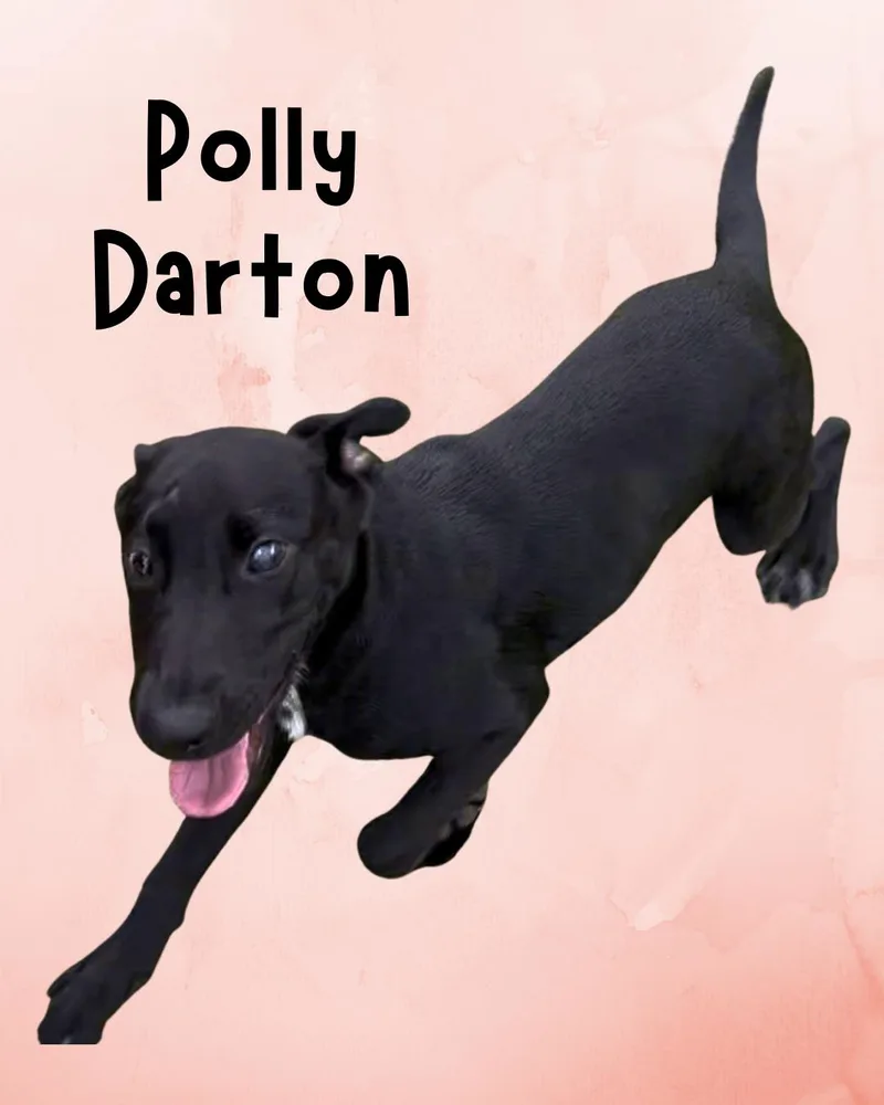 Polly Darton thumbnail 2