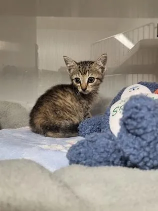 A baby small-sized female Domestic Short Hair cat named Phoenix for adoption in Gastonia, NC