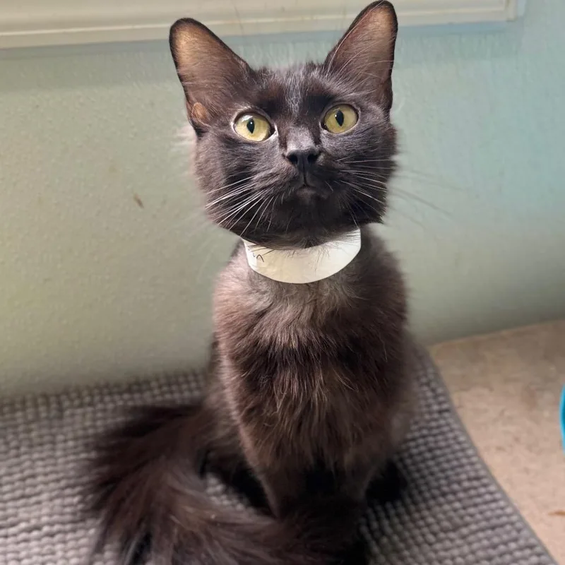 A young medium-sized female Black Domestic Medium Hair cat named Elysium for adoption in Fredericksburg, VA