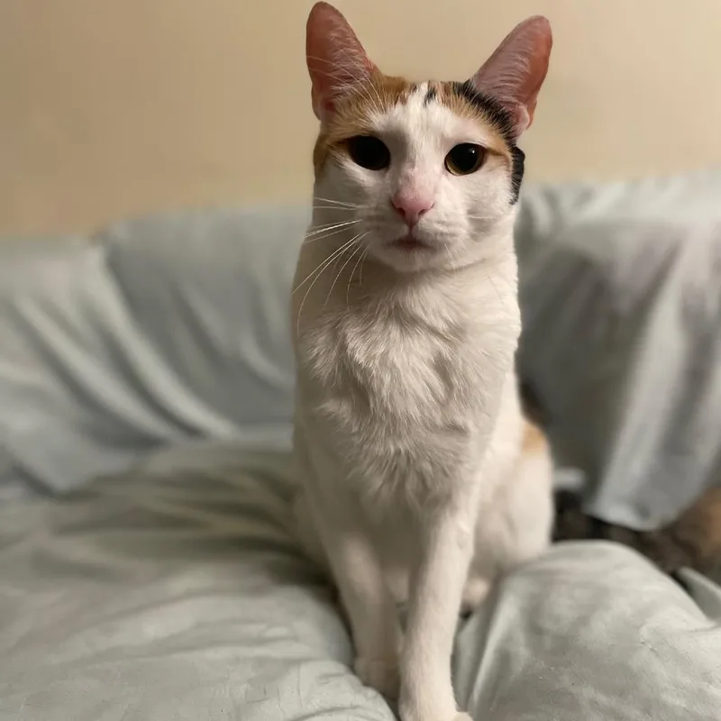 Mimi