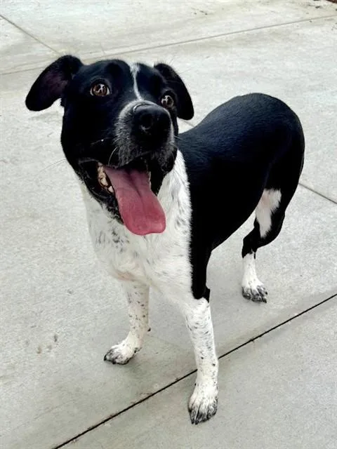 A young medium-sized female Australian Cattle Dog / Blue Heeler dog named Kira for adoption in Olathe, KS